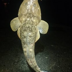 「照りゴチ」シーズン到来！夜半の夕涼みショアジギングでマゴチゲーム